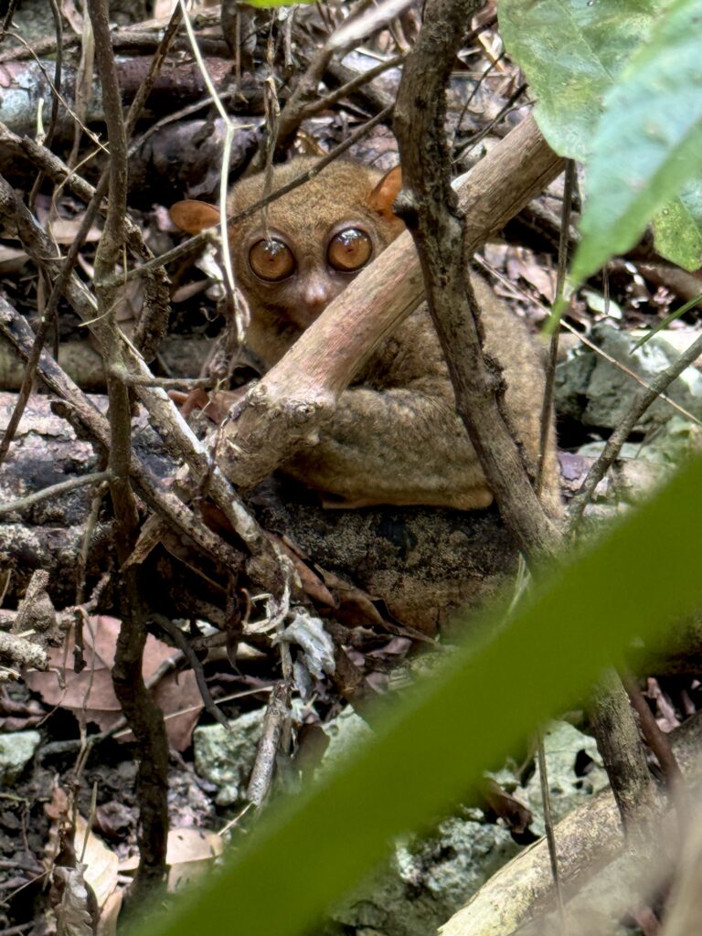 Filippinskij dolgopyat Bohol