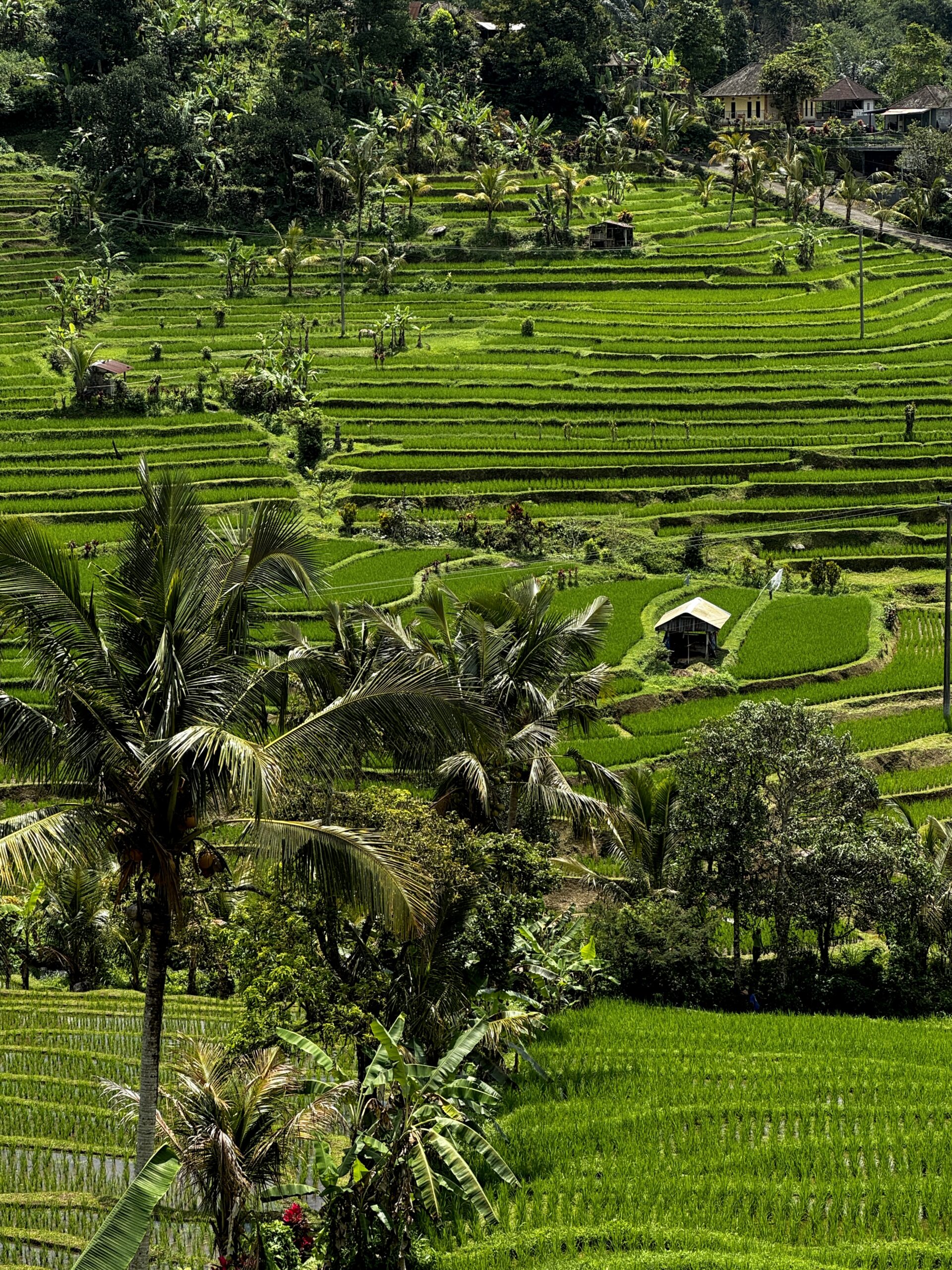 Risovye terrasy Dzhatiluvih Bali