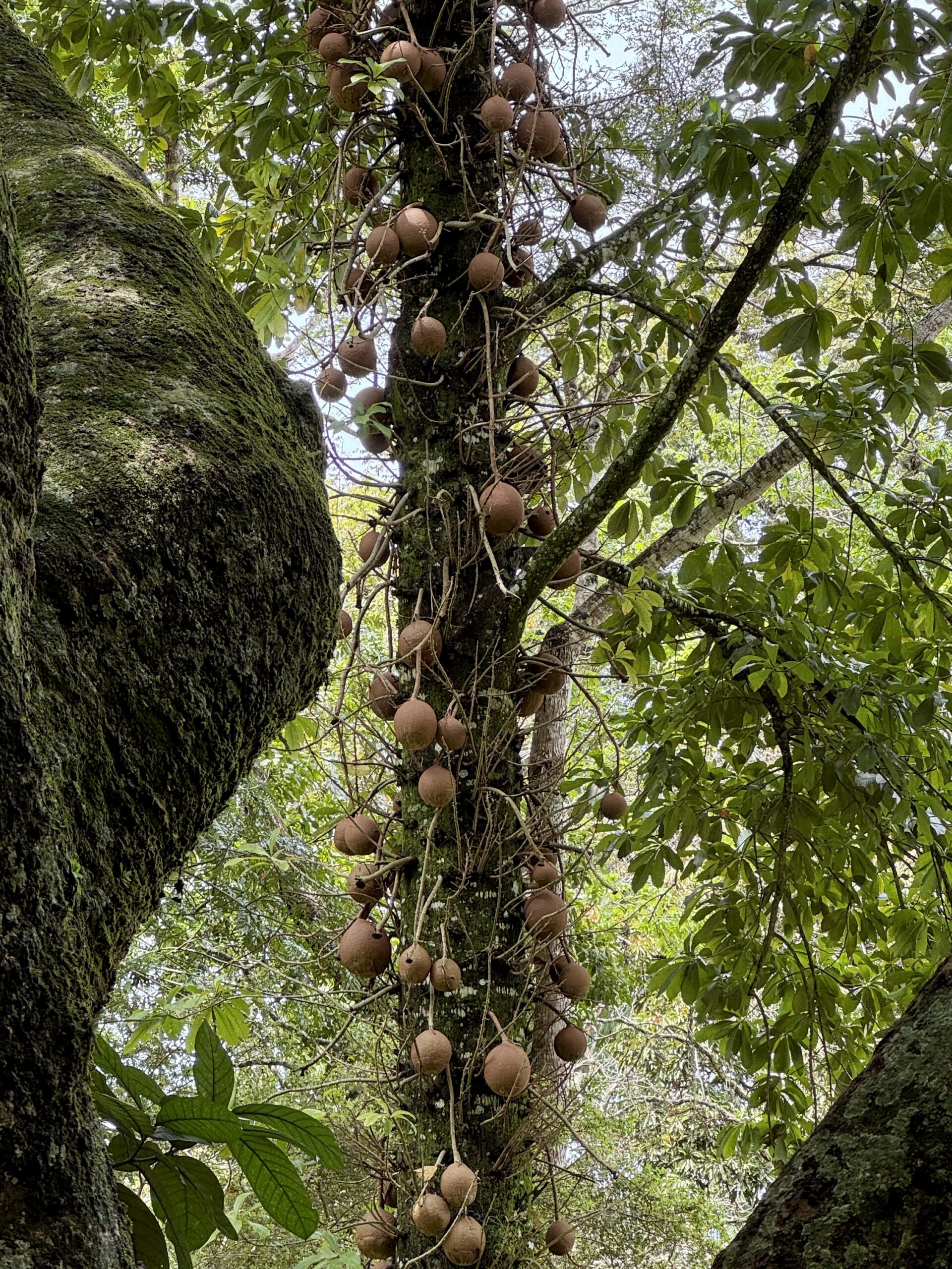 botanicheskyi-sad-rio-de-janeiro-foto