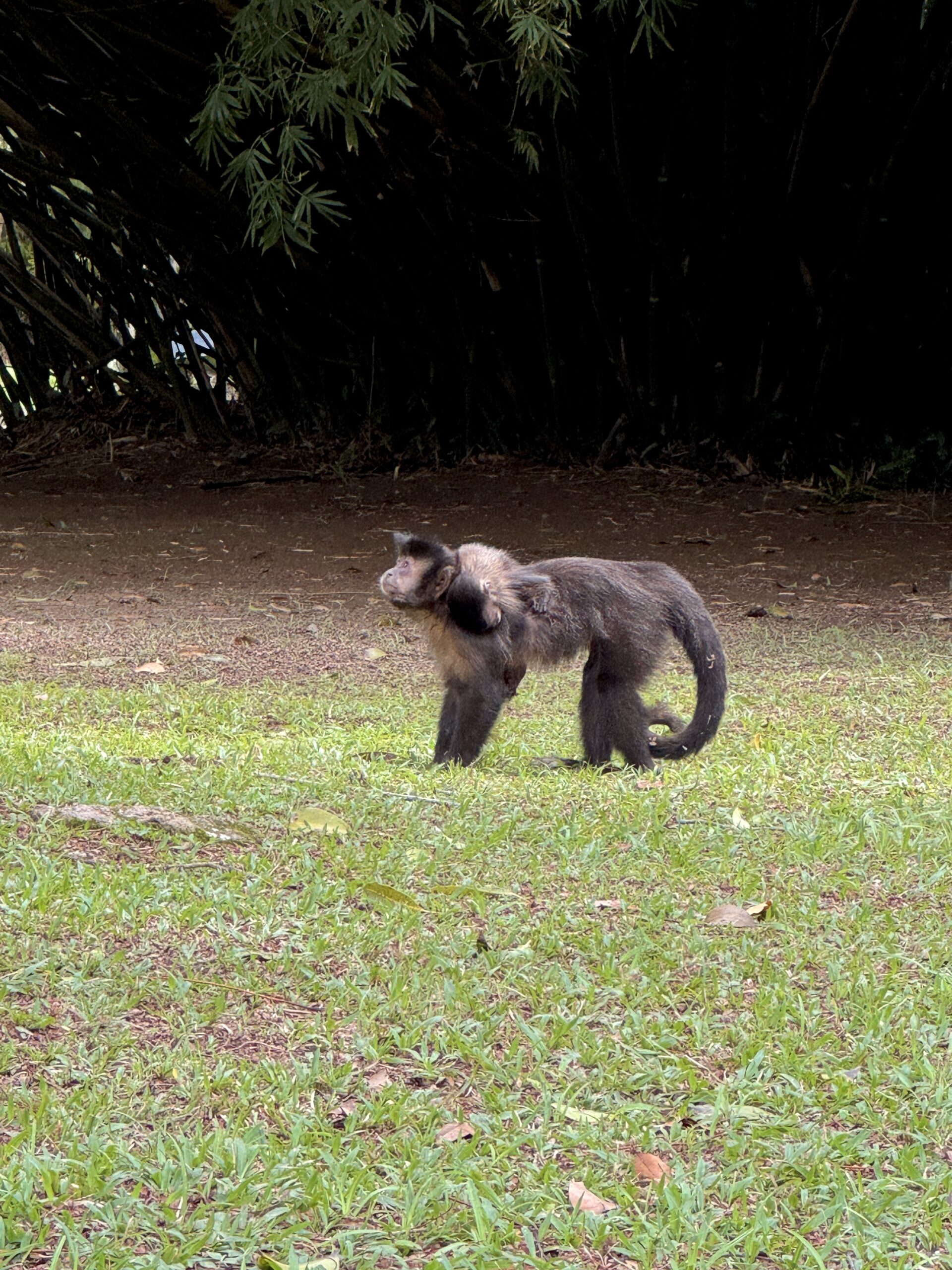 botanicheskyi-sad-rio