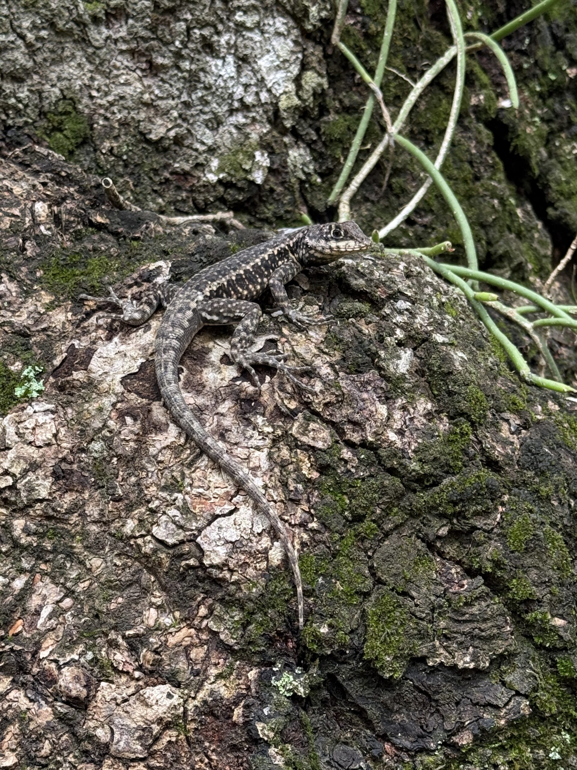 botanicheskyi-sad-v-rio-de-janeiro-foto
