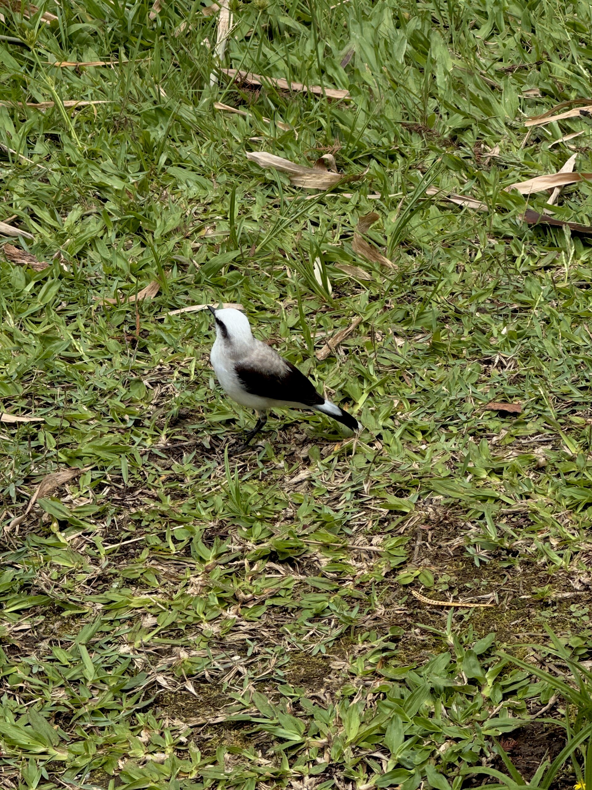 botanicheskyi-sad-v-rio-de-janeiro