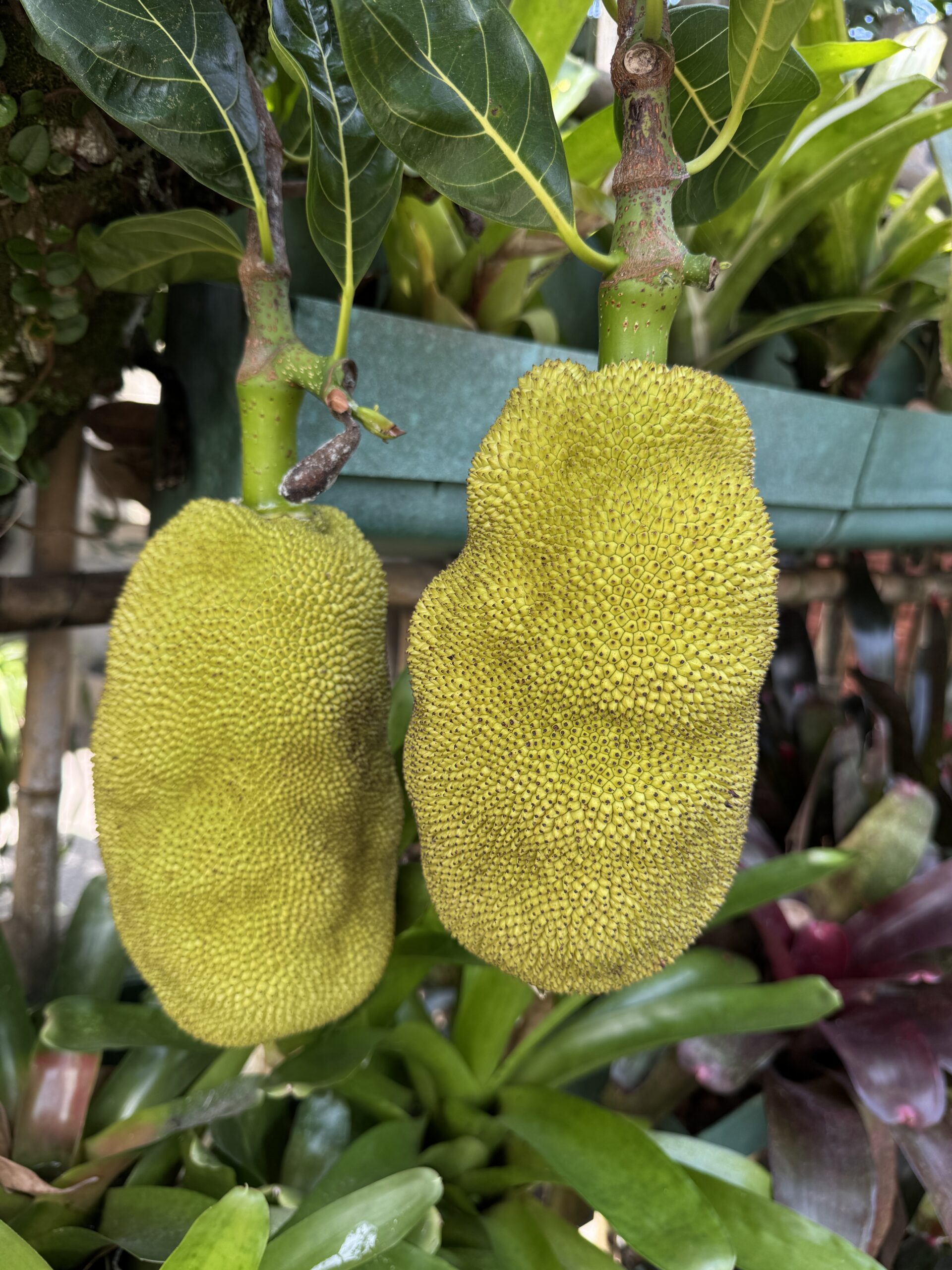 klimat-v-rio-de-zhanejro