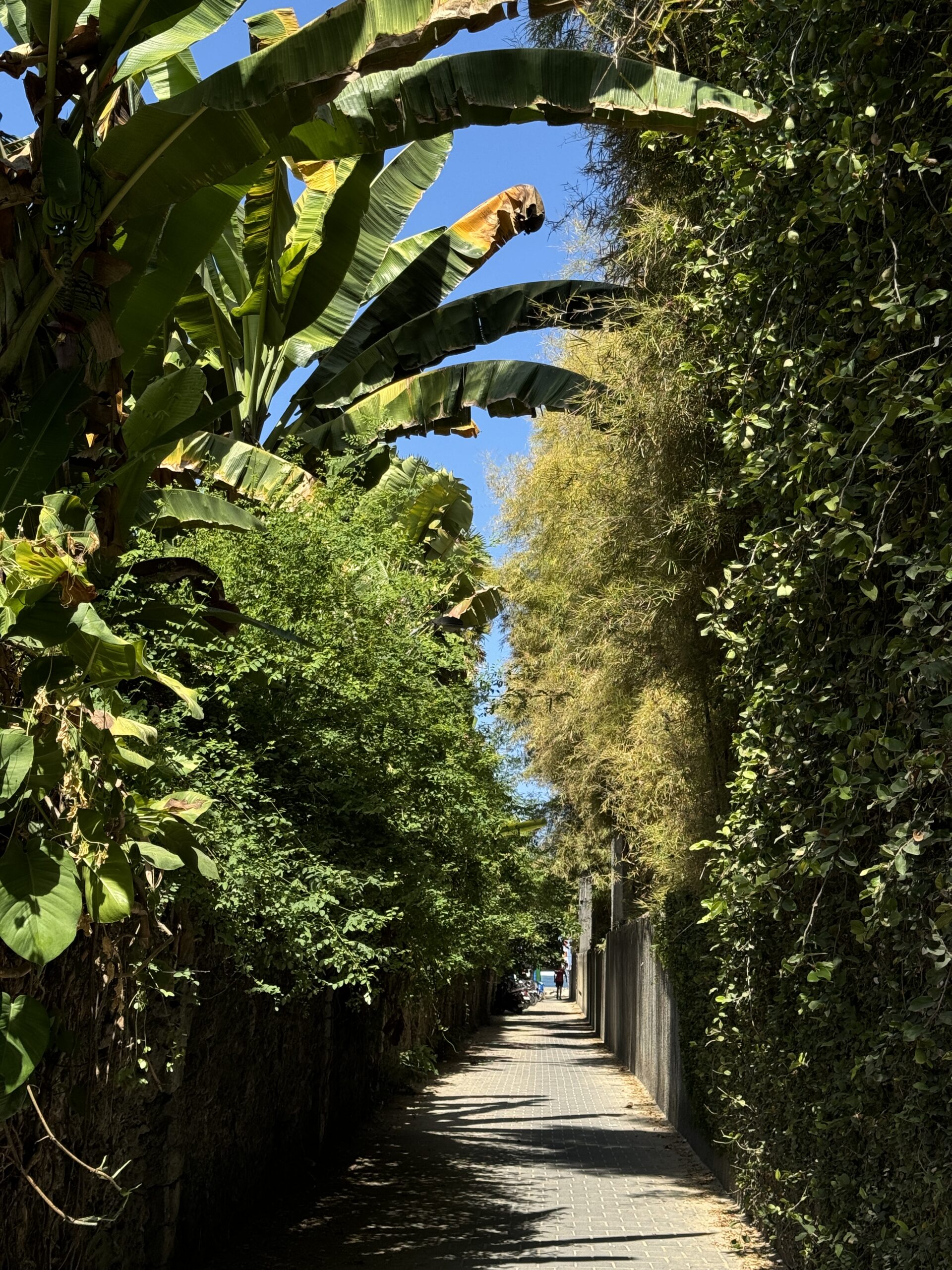 Санур, Бали: подробный путеводитель по району 4 sanur-bali-otdyh