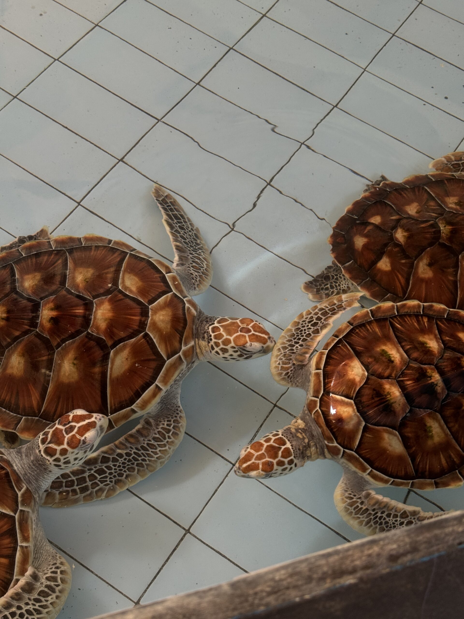 Санур, Бали: подробный путеводитель по району 1 sanur-bali-putevoditel