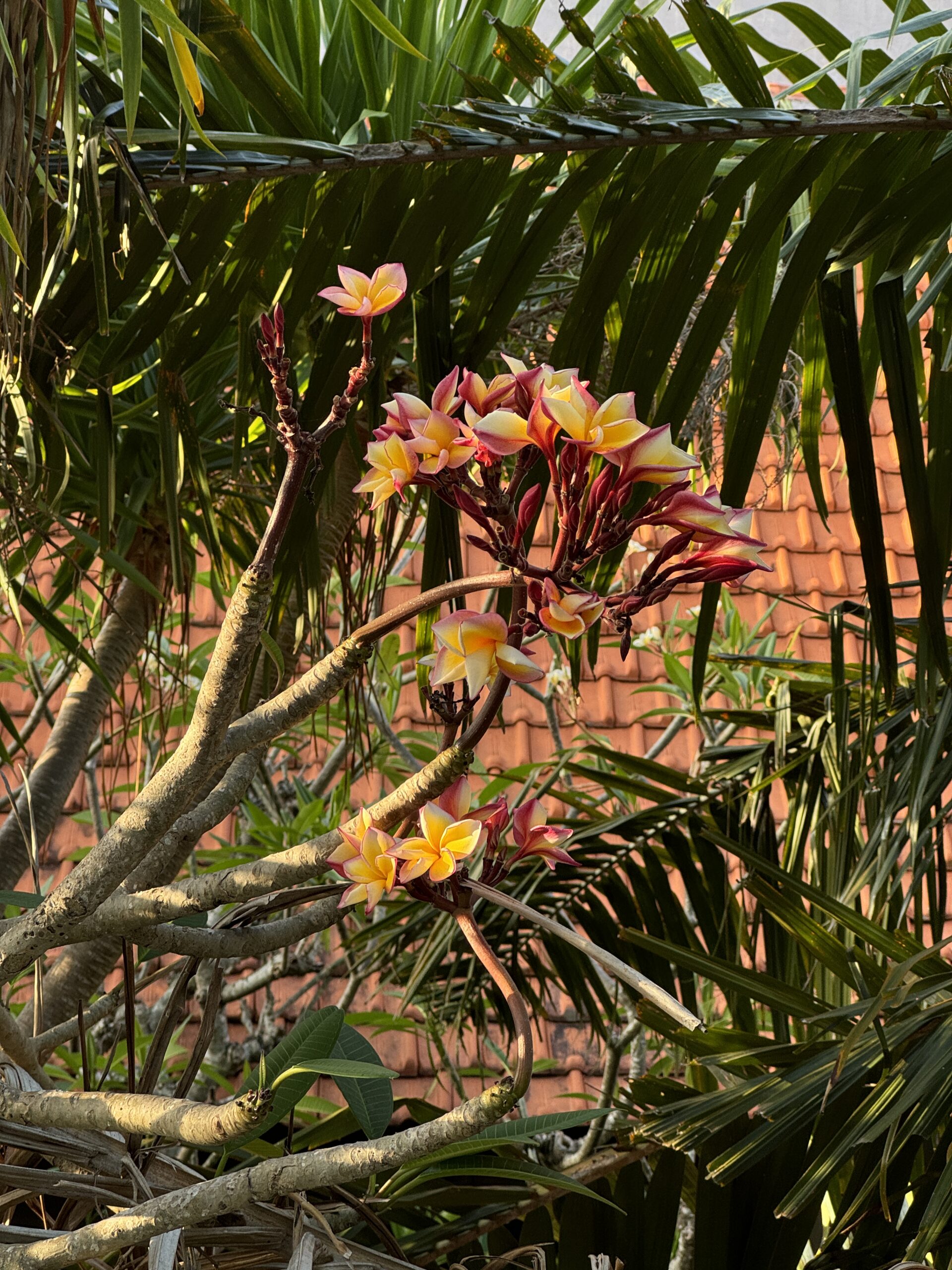 Санур, Бали: подробный путеводитель по району 7 sanur-rayon-bali