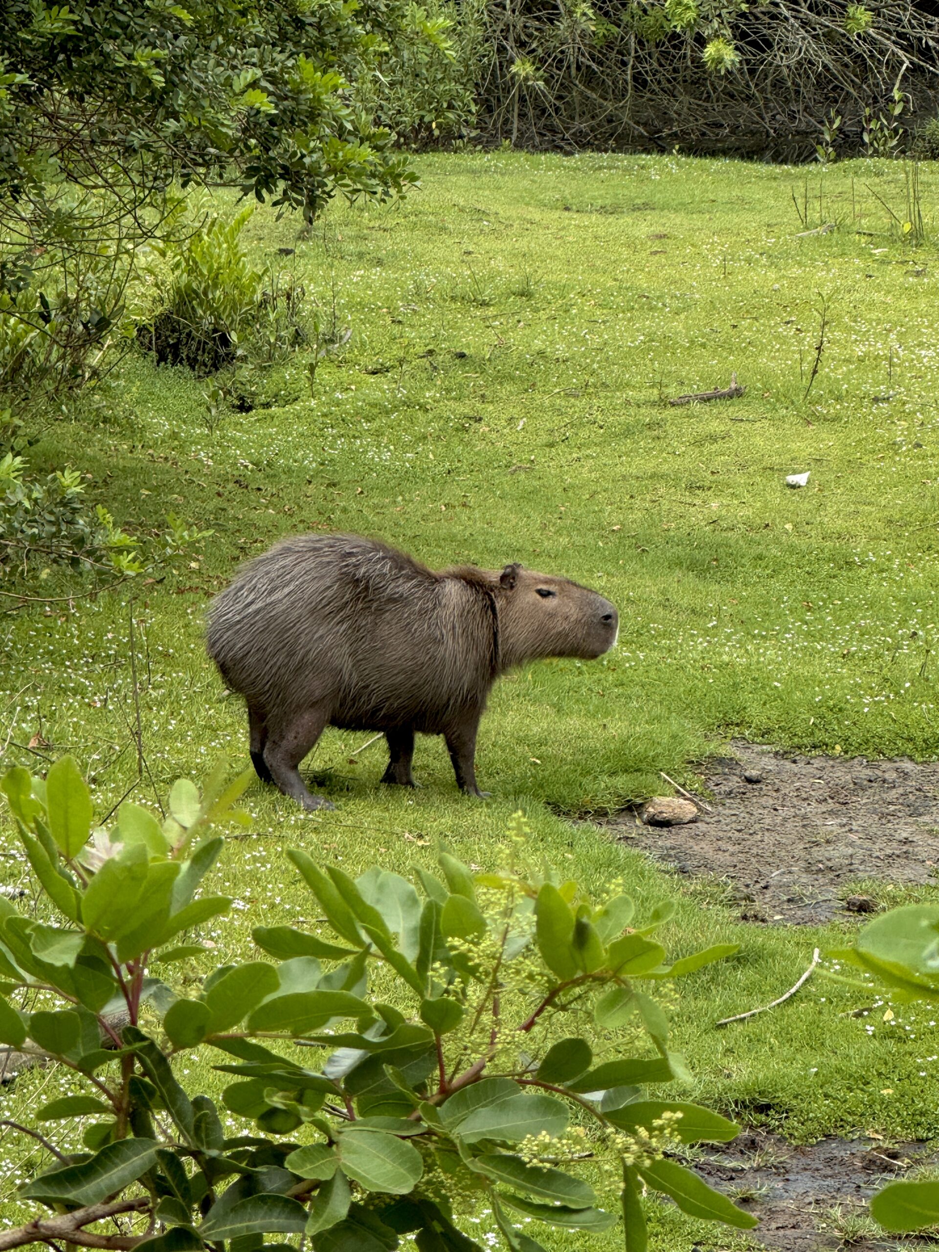 florianopolis-braziliya-kapibara