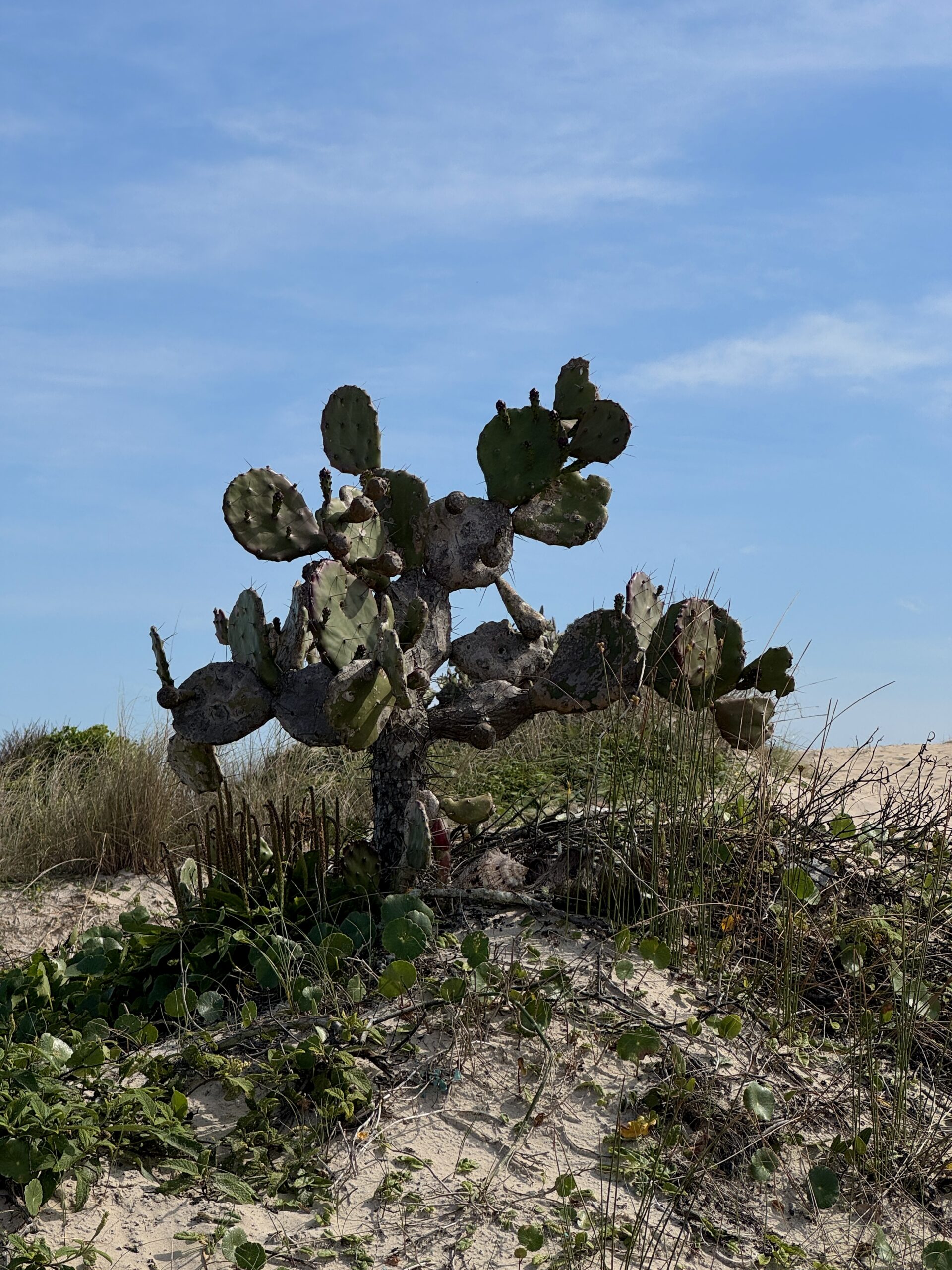 pravila-vezda-v-braziliyu