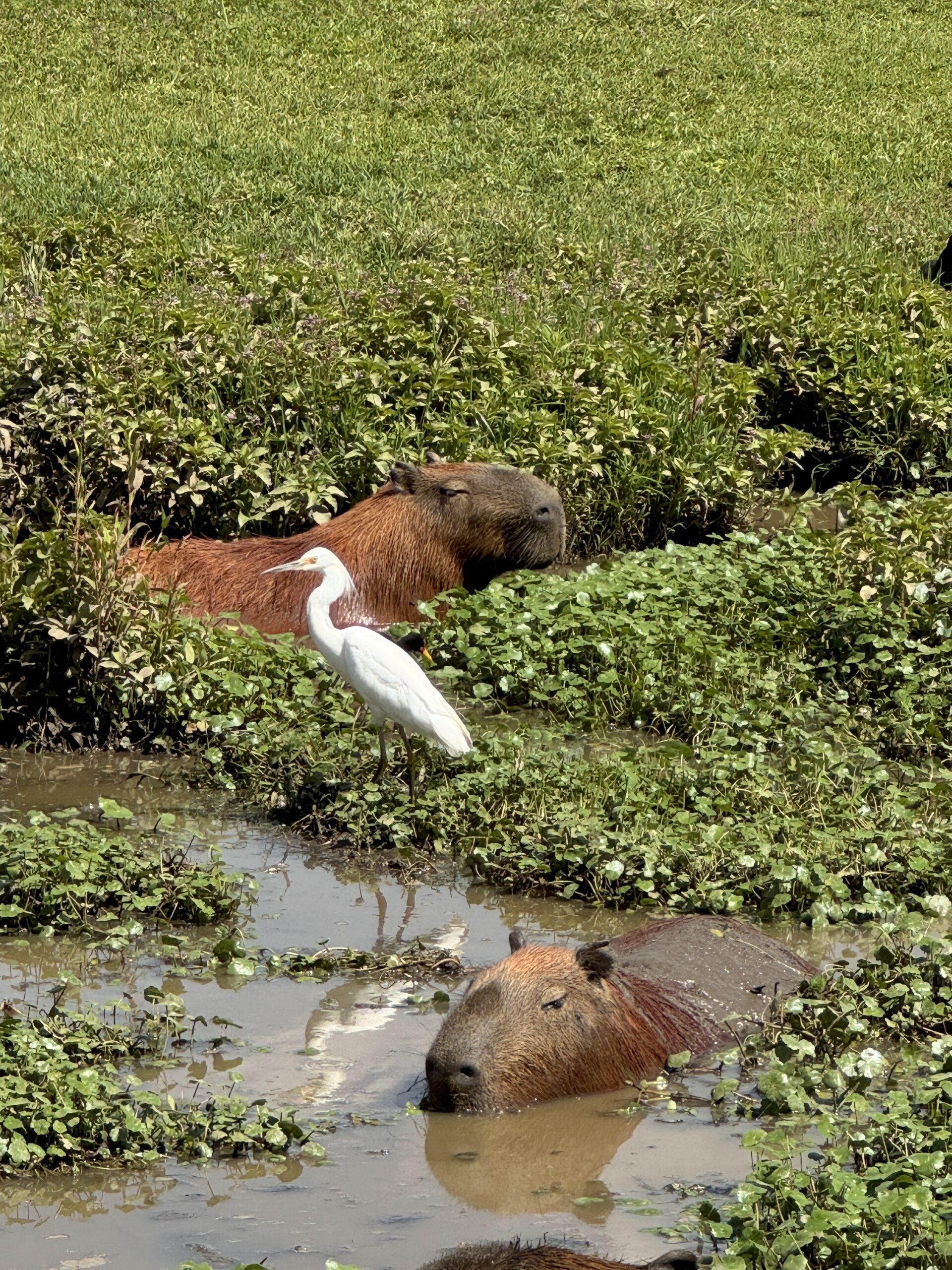 Kapibary Kuritiba Braziliya