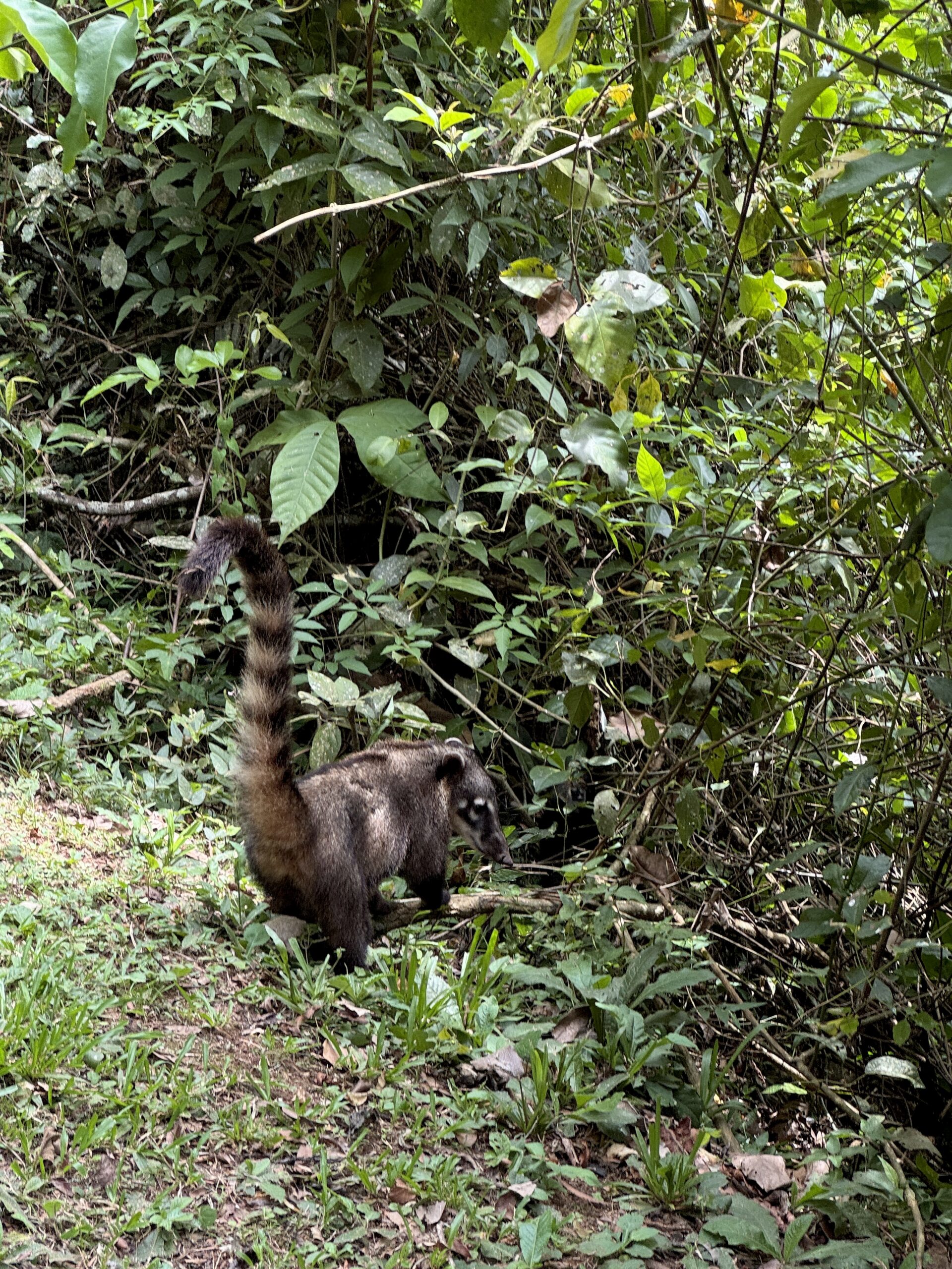 vodopady iguasu koati