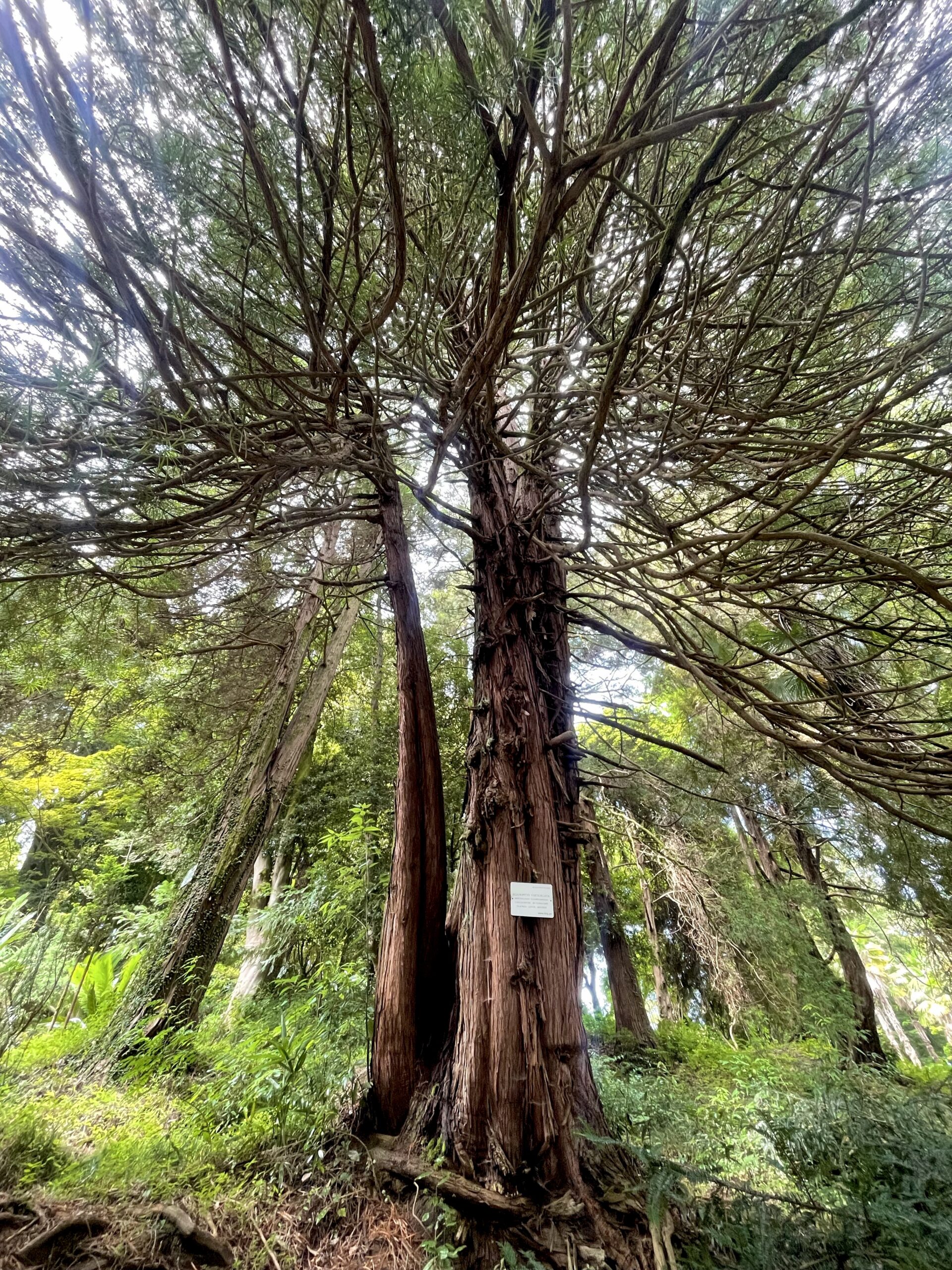 botanicheskij sad batumi gruziya