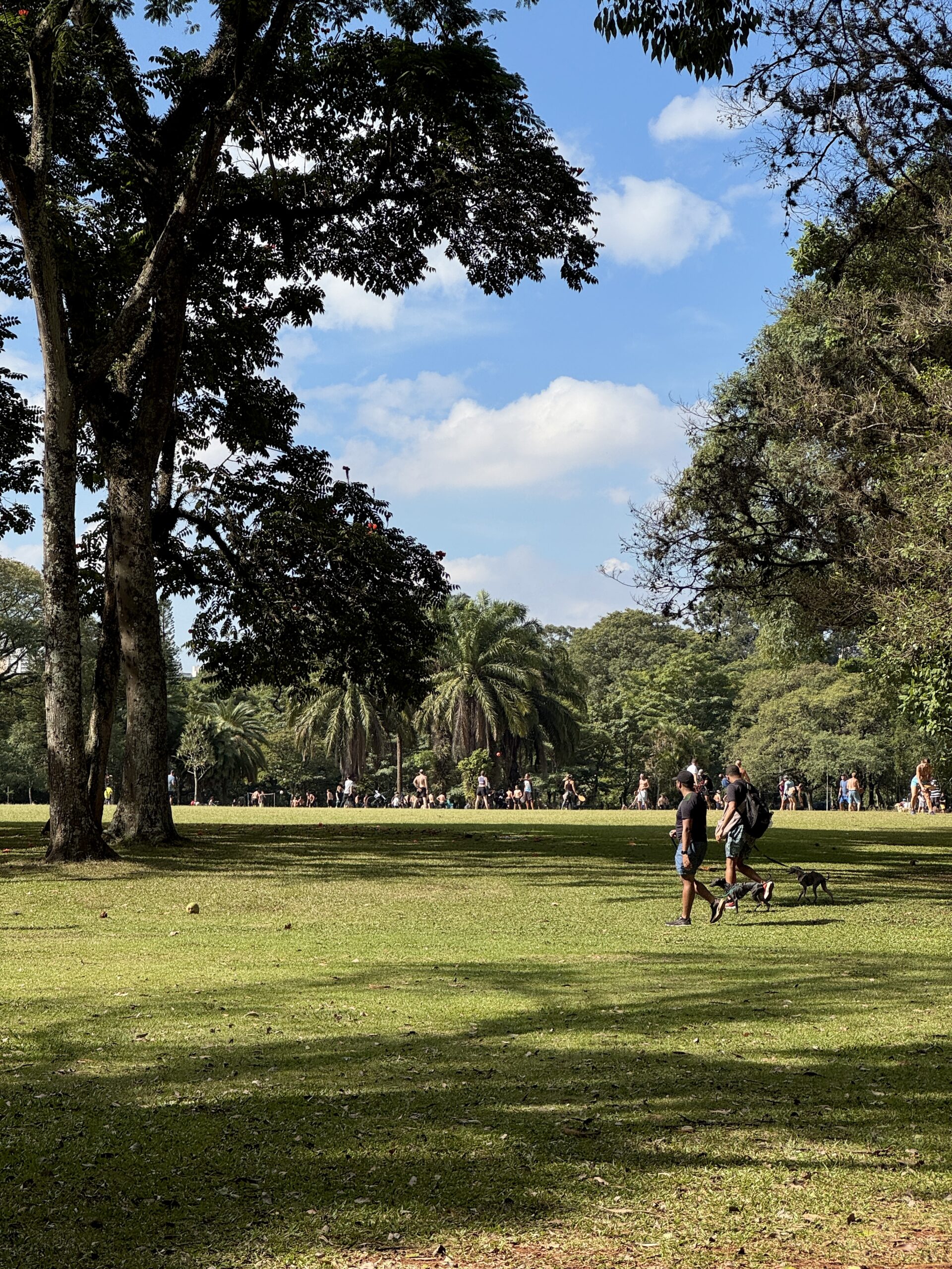 Районы Сан-Паулу: полный гайд, где лучше остановиться 4 park Ibirapuera San Paulu