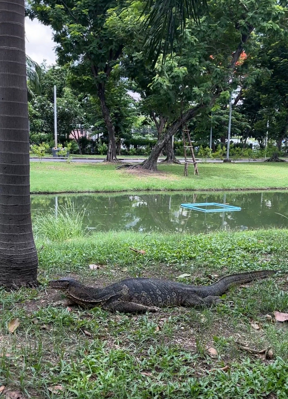 Бангкок: путеводитель для туриста, экспата и цифрового кочевника 8 Bangkok tailand park lyumpini